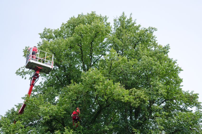 Elagage abattage d'arbres à Marseille